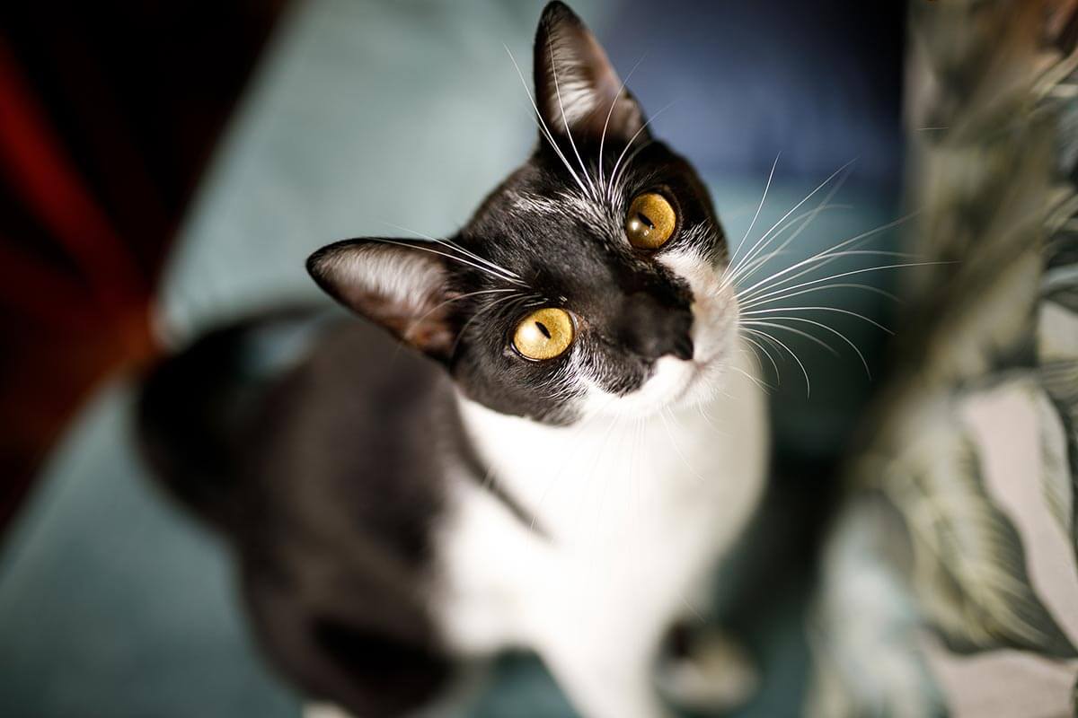 Black and white cat