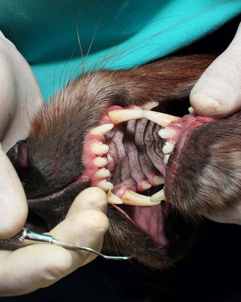 Dental Care Dental Care