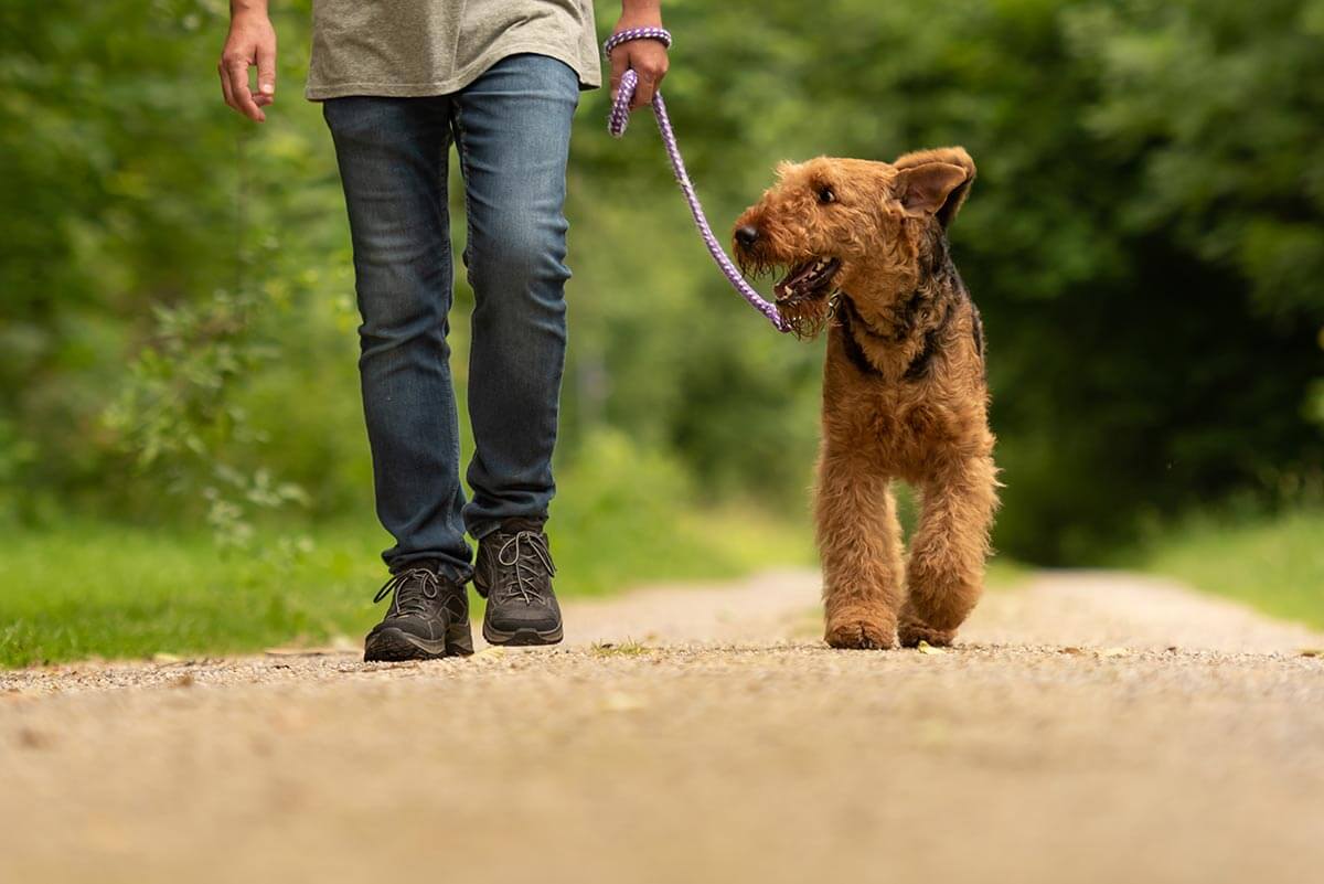 Dog walking on leash