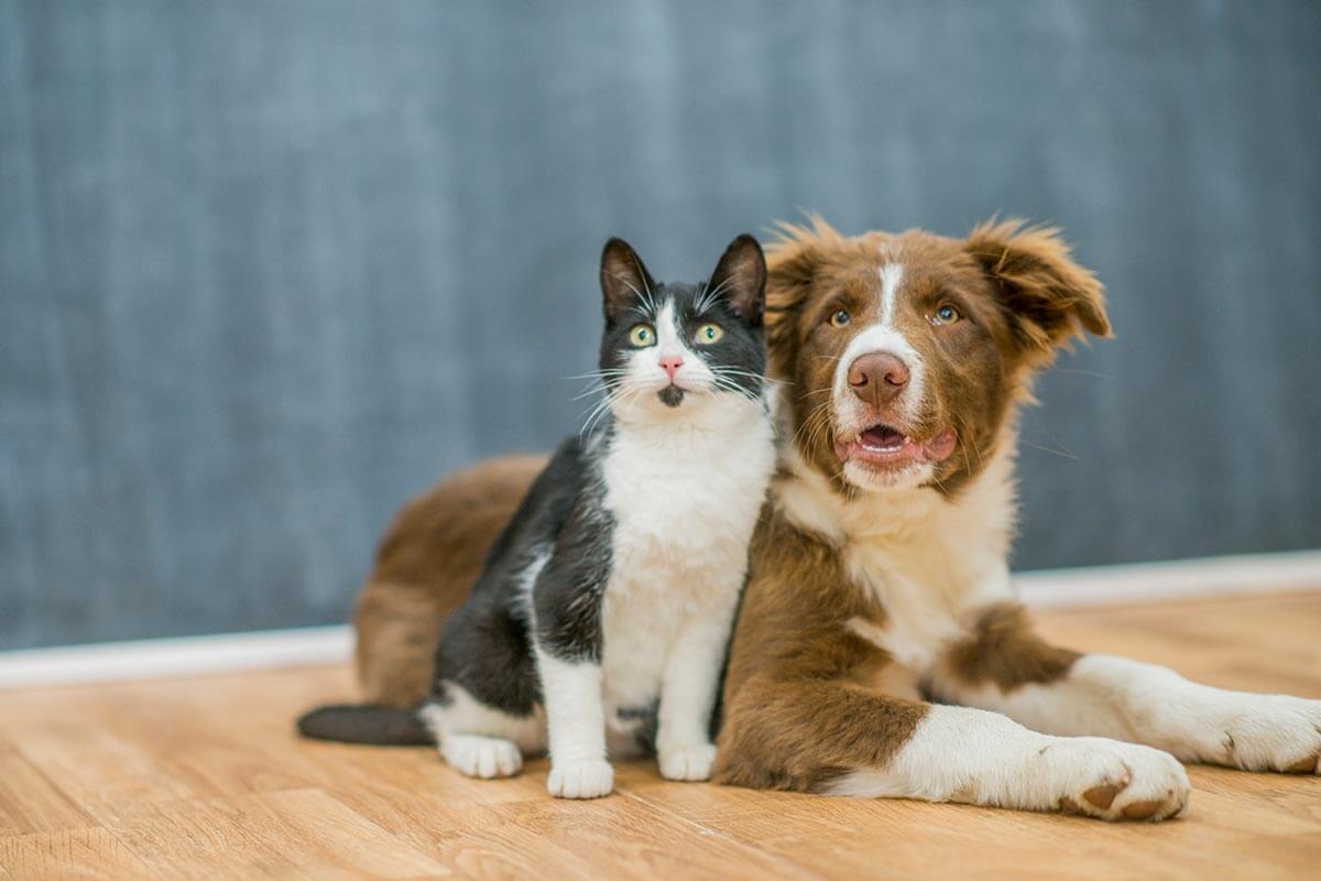 Dog and cat looking up