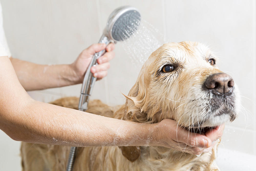 Grooming