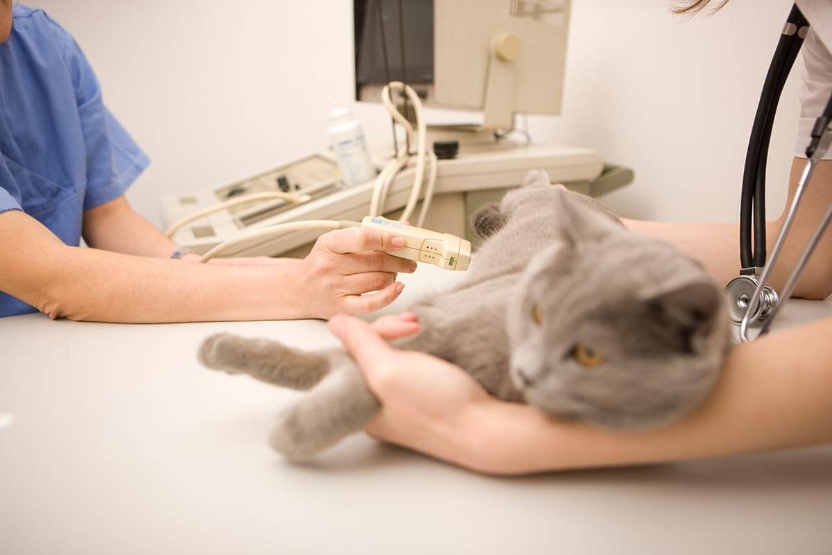 Internal Medicine