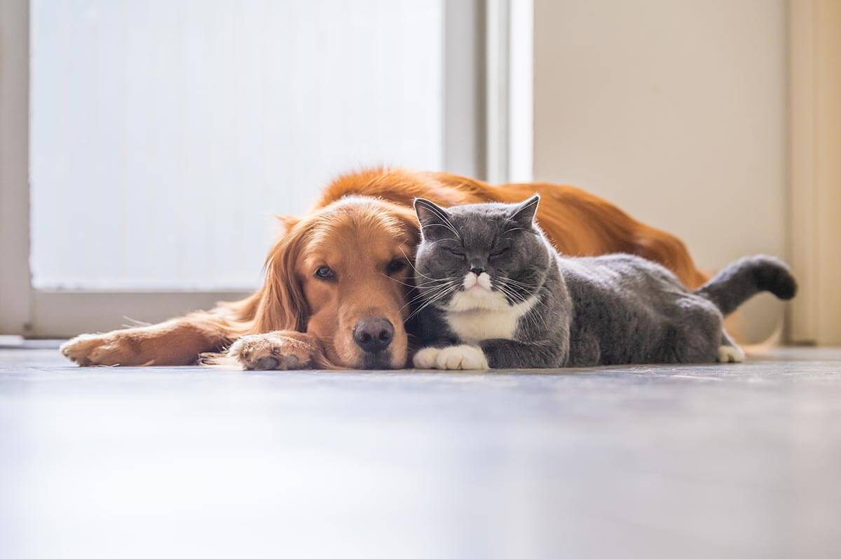 Dog and Cat snuggling together