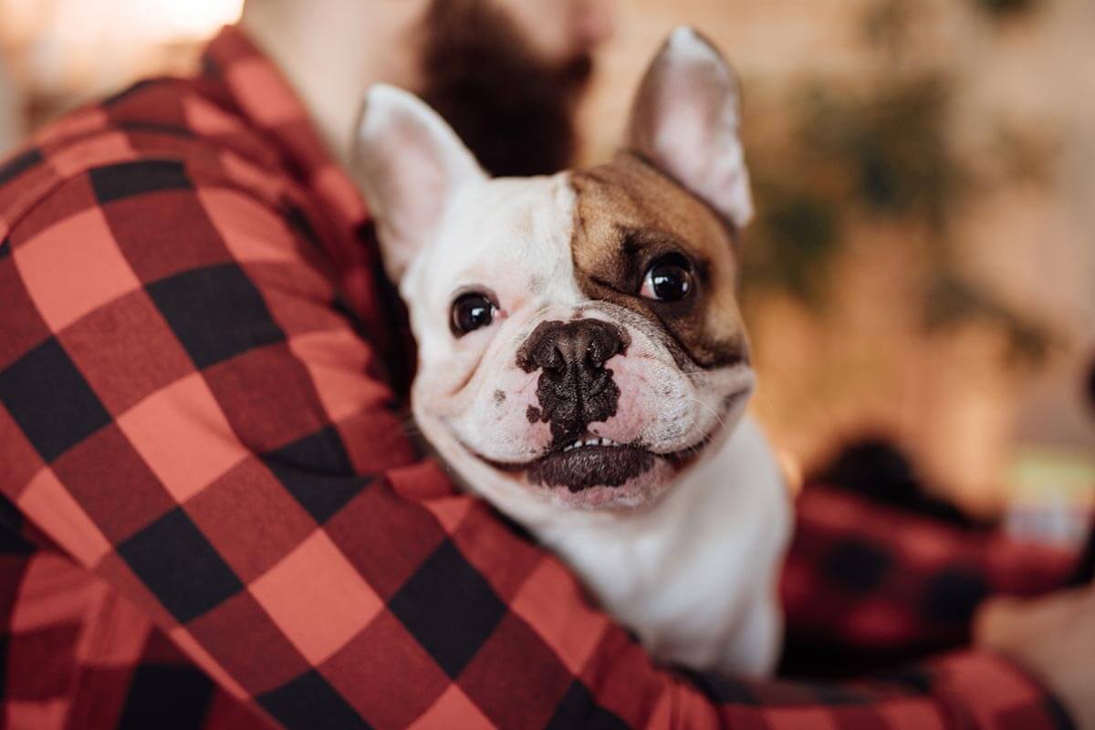 Happy dog being held