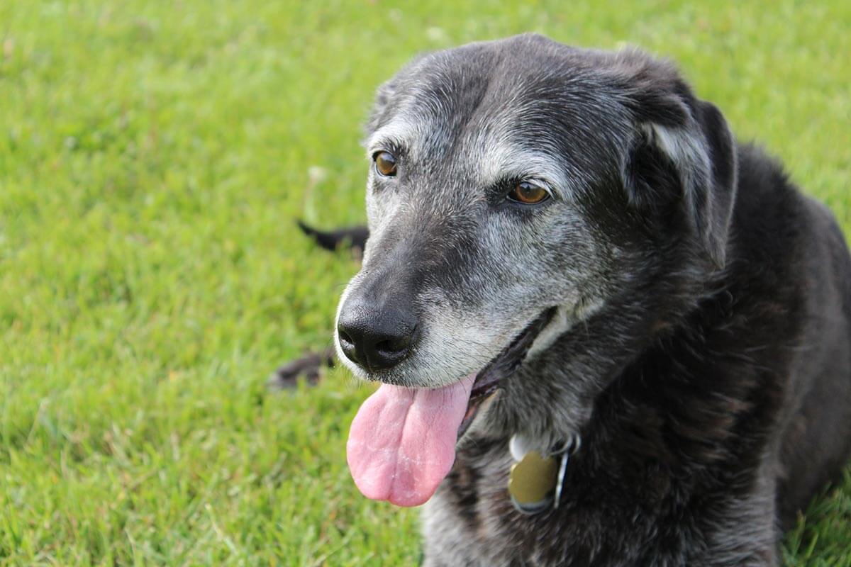 Senior Pet Care
