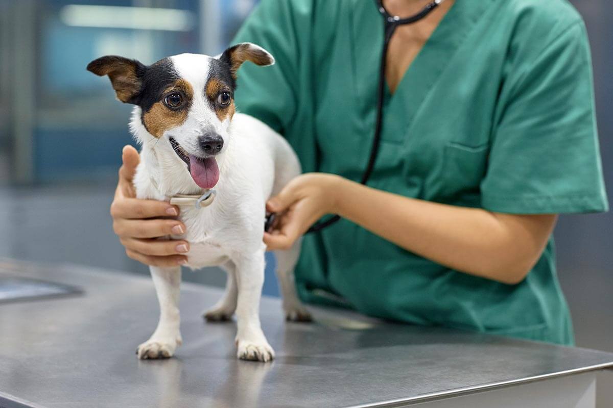 dog on examination table with vet