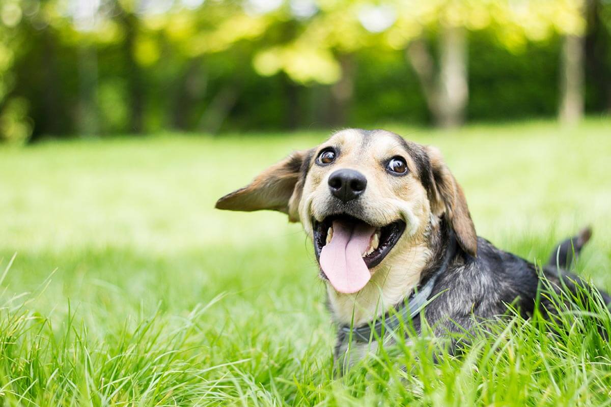 happy dog in a field