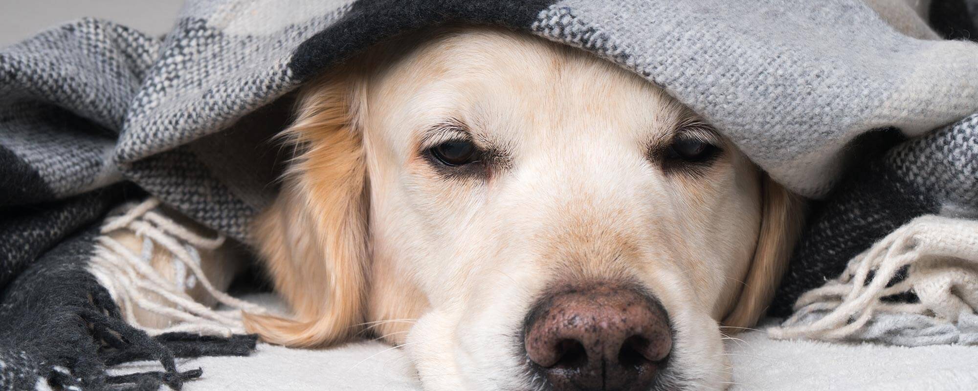 Dog Boarding in Bryan, TX Brazos Valley Animal Hospital & Pet Resort